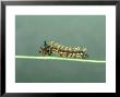 Question Mark Butterfly, Larva, Usa by G. W. Willis Limited Edition Print