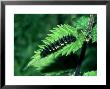 Red Admiral, Black Larva, Uk by John Woolmer Limited Edition Print