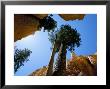 Bryce Canyon National Park, Utah, Usa by Roy Rainford Limited Edition Print