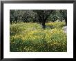 Olive Grove With Wild Flowers, Lesbos, Greece by Roy Rainford Limited Edition Print