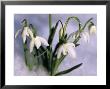 Snowdrops, Galanthus Nivalis, Bielefeld, Germany by Thorsten Milse Limited Edition Print