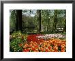 Tulips, Keukenhof Gardens, Lisse, Holland by I Vanderharst Limited Edition Print