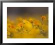 Daisies, Nieuwoudtville, Northern Cape, South Africa, Africa by Steve & Ann Toon Limited Edition Pricing Art Print