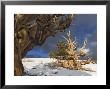 Ancient Bristlecone Pine Trees, White Mountains, California, Usa by Dennis Flaherty Limited Edition Print