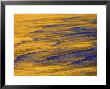 Sunshine Colors Waves Off Torrey Pines Cliffs, La Jolla, California, Usa by Arthur Morris Limited Edition Print