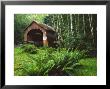 Yachats River Covered Bridge In Siuslaw National Forest, North Fork, Oregon, Usa by Steve Terrill Limited Edition Print