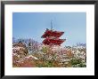 Cherry Blossom, Kyoto, Japan by Shin Terada Limited Edition Print