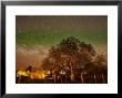 Star Trails Over Walnut Tree, Domain Road Vineyard, Central Otago, South Island, New Zealand by David Wall Limited Edition Print