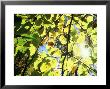Leaves And Large Seeds, Jasmund National Park, Island Of Ruegen, Germany by Christian Ziegler Limited Edition Print
