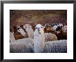 Llama And Alpaca Herd, Lares Valley, Cordillera Urubamba, Peru by Kristin Piljay Limited Edition Print