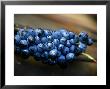 Grenache Grapes, Picked by Joerg Lehmann Limited Edition Print
