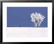 Hoar Frost Covers Tree, North Dakota, Usa by Chuck Haney Limited Edition Print