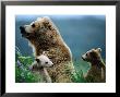 Brown Bear Mother And Spring Cubs, Hallo Bay, Alaska by Mark Newman Limited Edition Print