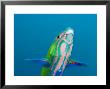 Closeup Of A Brighly Colored Crescent Wrasse, Bali, Indonesia by Tim Laman Limited Edition Pricing Art Print