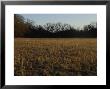 Prairie Grasses Near A Wooded Area In Oklahoma by Joel Sartore Limited Edition Print