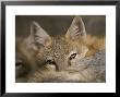 Swift Fox At The Omaha Zoo, Nebraska by Joel Sartore Limited Edition Print