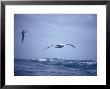 Wandering Albatross Gliding In Flight Over The Ocean Surface, Australia by Jason Edwards Limited Edition Print