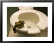 An Eastern American Toad In A Motel Room Bathroom by Joel Sartore Limited Edition Print