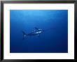 Solitary Broadbill Swordfish Swimming In A Sea Of Blue by Brian J. Skerry Limited Edition Print