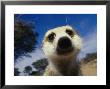 Close View Of A Meerkat's Face by Mattias Klum Limited Edition Print