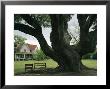 Benches Under A Live Oak Tree On The Grounds Of An Old Farm House by Raymond Gehman Limited Edition Print