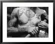 Heavily Tattooed Chest And Arms Of Workman At The Bethlehem Ship Building Co by Margaret Bourke-White Limited Edition Print