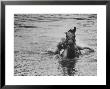 Sydney Hoyle Floundering On Back Of Horse In Water At Full Cry Farm by Art Rickerby Limited Edition Pricing Art Print