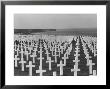 Us Army Cemetery At Omaha Beach by Leonard Mccombe Limited Edition Print