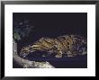 Rare Clouded Leopard Crouching Near Tree, Asia by Nina Leen Limited Edition Print