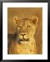 Lioness (Panthera Leo) Portrait In Late-Afternoon Light, Masai Mara National Reserve, Kenya by James Hager Limited Edition Print