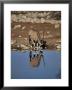 Oryx At Waterhole, Namibia, Africa by I Vanderharst Limited Edition Print