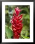 Ginger Bloom In Rainforest, Tortuguero National Park, Costa Rica, Central America by R H Productions Limited Edition Print