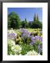 Agapanthus Flowers And St. Peters Anglican Cathedral, Adelaide, South Australia, Australia by Neale Clarke Limited Edition Print