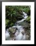 Stream Through Rainforest, Lewis Pass, South Island, New Zealand, Pacific by James Hager Limited Edition Print