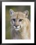 Mountain Lion Staring, In Captivity, Minnesota Wildlife Connection, Minnesota, Usa by James Hager Limited Edition Print