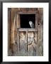 Captive Barn Owl (Tyto Alba) In Barn Window, Boulder County, Colorado by James Hager Limited Edition Print
