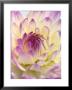 White And Purple Dahlia by Gerhard Bumann Limited Edition Print