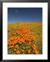 California Poppies, Antelope Valley, Lancaster, California by Terry Eggers Limited Edition Print