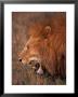 Male Lion, Masai Mara, Kenya by Dee Ann Pederson Limited Edition Print