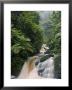 River Running Through Montane Rainforest, Nyungwe Forest National Park, Gisenyi, Rwanda by Ariadne Van Zandbergen Limited Edition Print