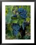 Close View Of Chianti Grapes Growing On A Vine In Tuscany, Italy by Todd Gipstein Limited Edition Print