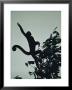 Grey Wooly Monkey Hurls Itself From A Bough In The Rain Forest by Mattias Klum Limited Edition Print