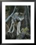 Gray Wolf, Canis Lupus, Walks Along A Fallen Tree by Jim And Jamie Dutcher Limited Edition Print