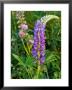 Stalk Of Lupine Flowers In The Spring, Arlington, Massachusetts, Usa by Darlyne A. Murawski Limited Edition Print