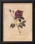 Rose Of Provence by Jennifer Goldberger Limited Edition Print