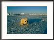A  Newborn Harp Seal Pup In A Yellowcoat, Stares Directly At The Camera by Norbert Rosing Limited Edition Print