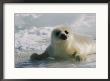 A Juvenile Harp Seal Lying On The Ice by Tom Murphy Limited Edition Print