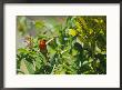 A Madagascar Fody Bird Holds A Flower Blossom In Its Bill by Bill Curtsinger Limited Edition Pricing Art Print