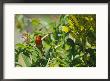 A Madagascar Fody Bird Holds A Flower Blossom In Its Bill by Bill Curtsinger Limited Edition Print