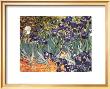 Iris Garden by Vincent Van Gogh Limited Edition Pricing Art Print